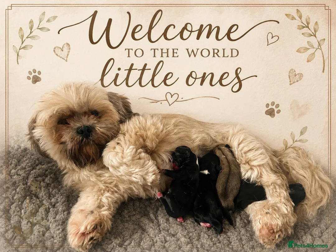 Lhasa Apso dogs for sale: Kc Registered show quality Lhasa Apso pups  - Advert 1