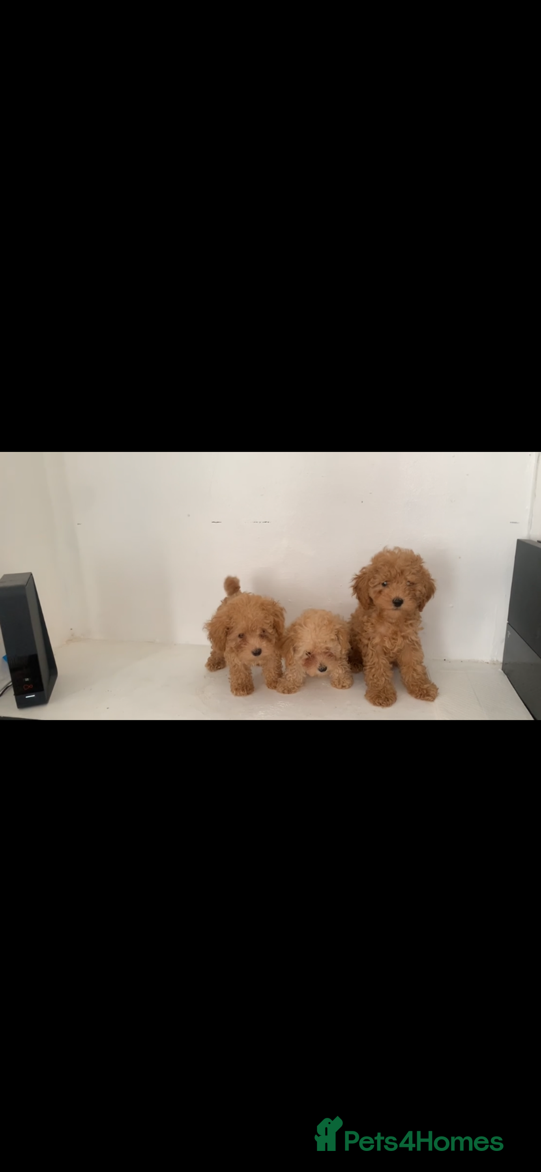 Poochon dogs for sale: Ready now, 1 boy and 1 girl Toy Poochon - Image 3