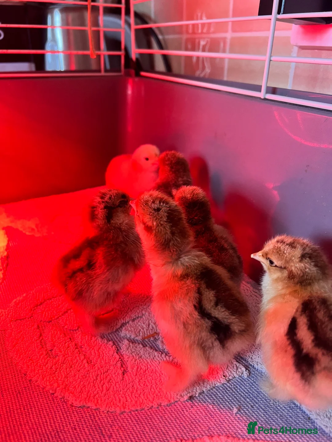 Chickens poultry for sale: Pekin Chicks for sale x 7  - Advert 3