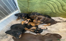 Miniature Dachshund dogs for sale: Miniature Dachshunds for sale  - Advert 3