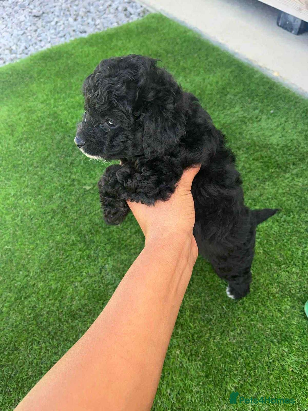Shihpoo dogs for sale: Toy shihpoo  - Image 5