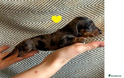 Miniature Dachshund dogs for sale: Miniature Dachshund Puppies for Sale - Image 22