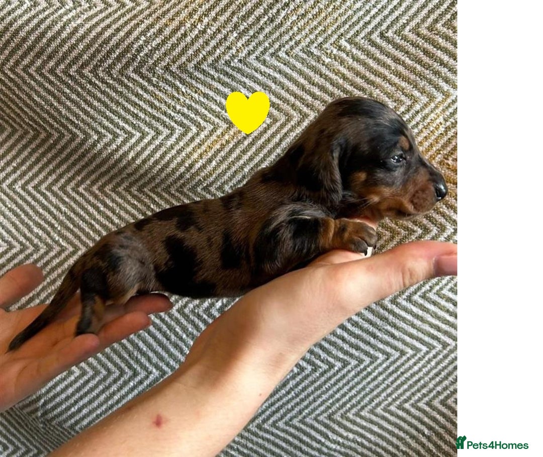 Miniature Dachshund dogs for sale: Miniature Dachshund Puppies for Sale - Image 22