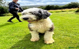 Old English Sheepdog dogs for sale: Old English Sheepdog  - Image 5
