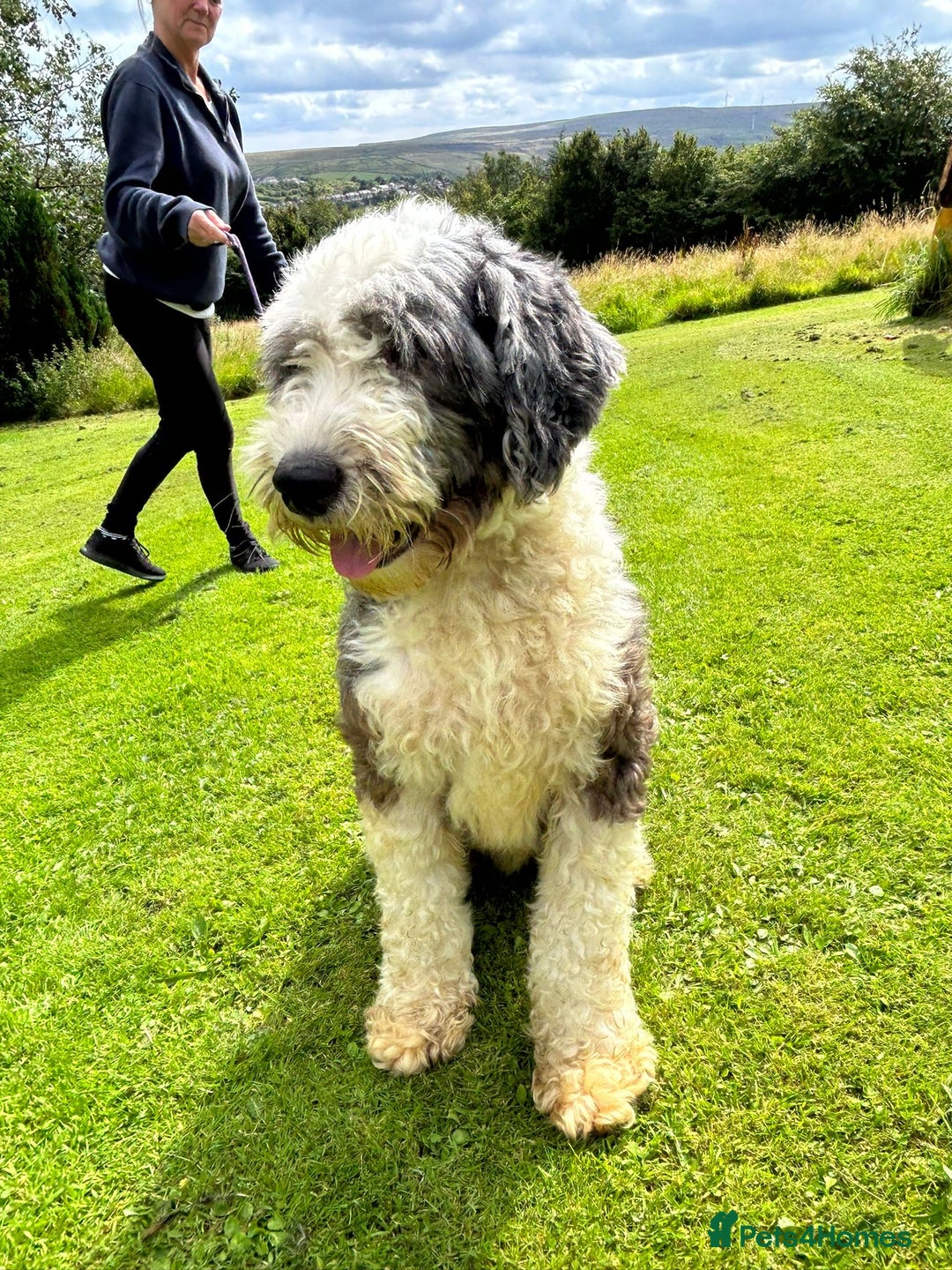 Old English Sheepdog dogs for sale: Old English Sheepdog  - Image 5
