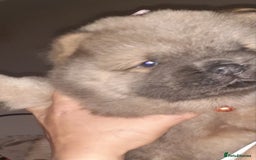Chow Chow dogs for sale:  KC registered Chow Chow puppies for sale.🤗 - Image 19
