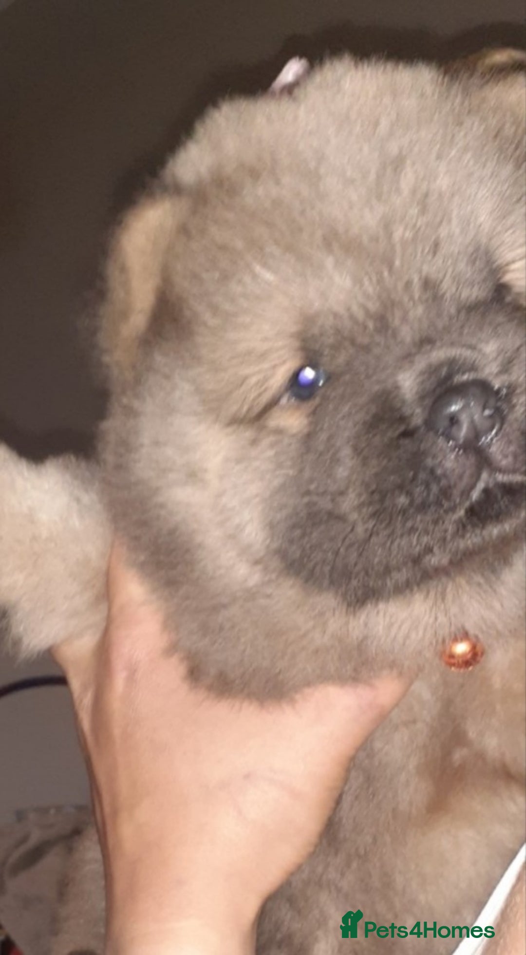 Chow Chow dogs for sale:  KC registered Chow Chow puppies for sale.🤗 - Image 19