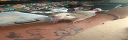 Rat rodents for sale: Rats for sale - Advert 17