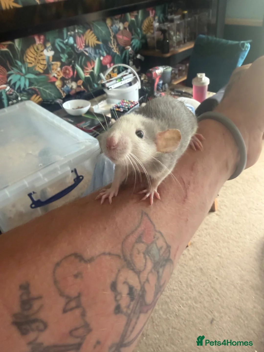 Rat rodents for sale: Rats for sale - Advert 17