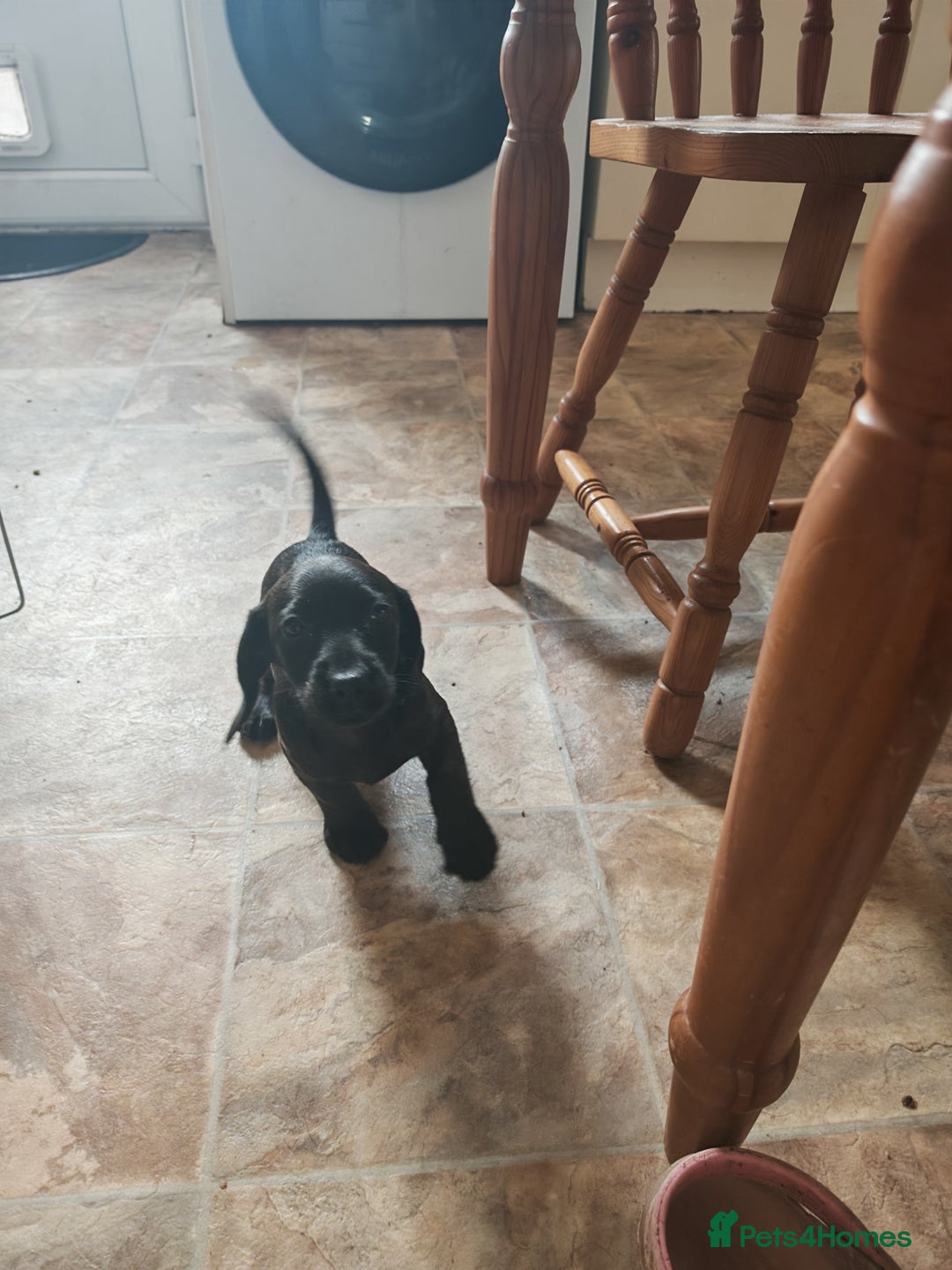 Doxiepoo dogs for sale: 3 Boys remaining and bags packed  in Doncaster - Image 4