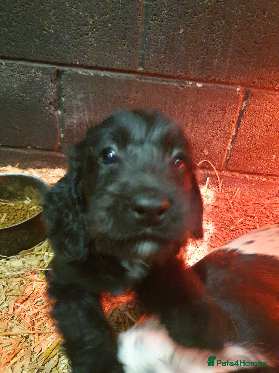 Mixed Breed dogs for sale: Sproodles / sprokapoo - Advert 9