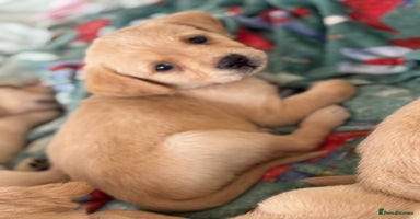 Goldador dogs - Advert 3