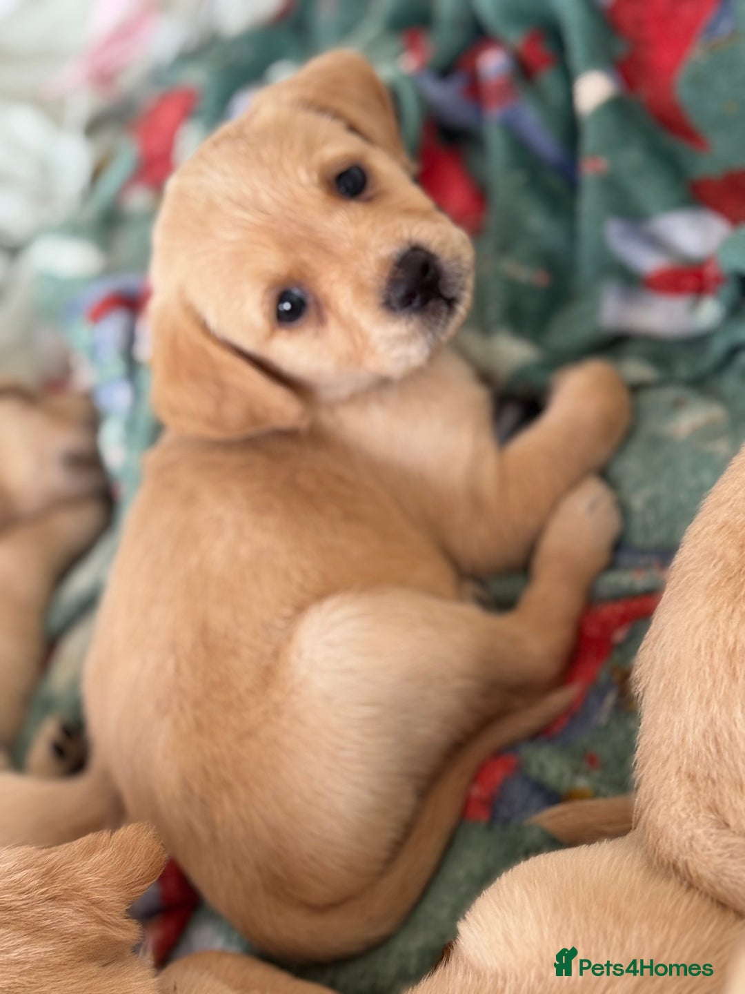 Goldador dogs for sale: Beautiful goldador puppies 3 boys available - Image 2