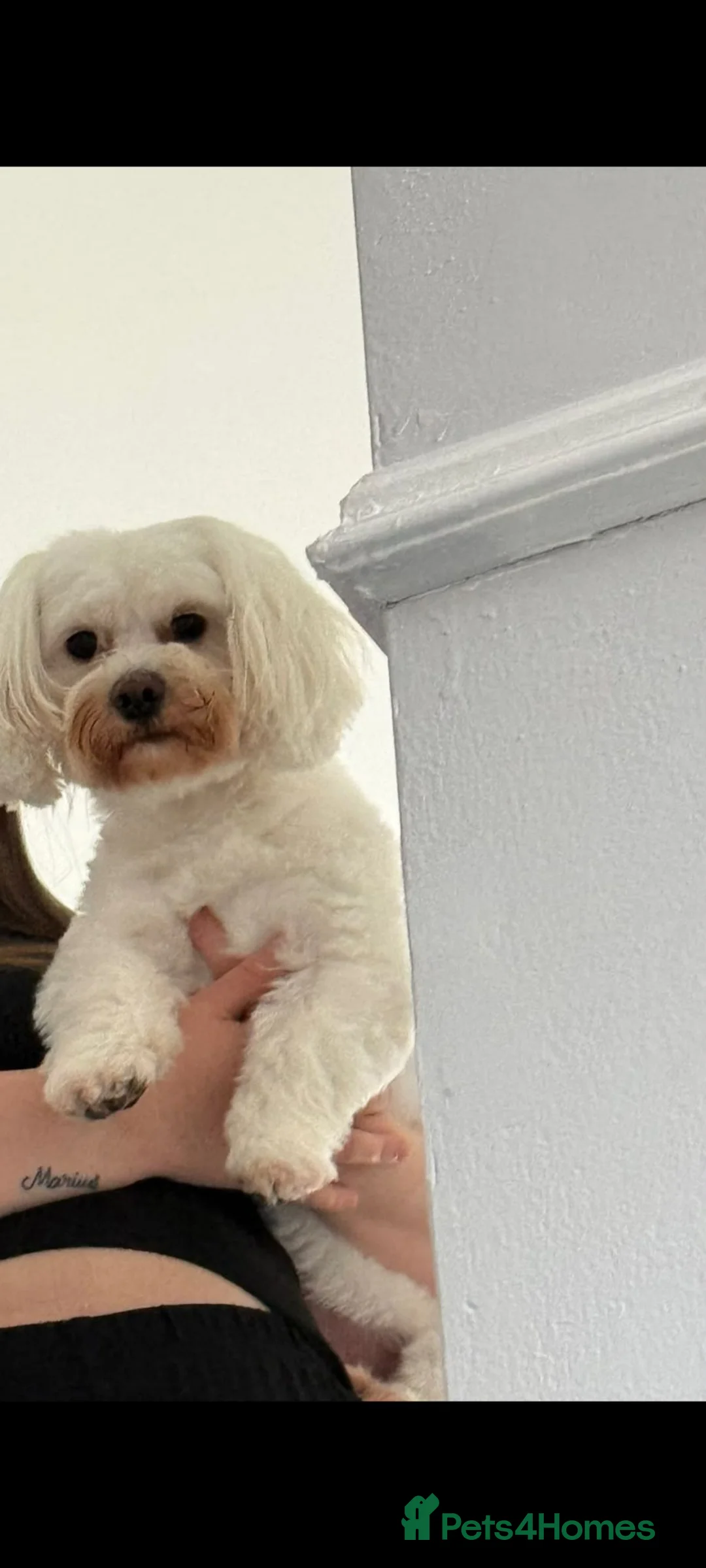 Maltese dogs for sale: 2 female Maltese puppies - Advert 2