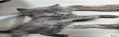 Dark grey (kitten 3)