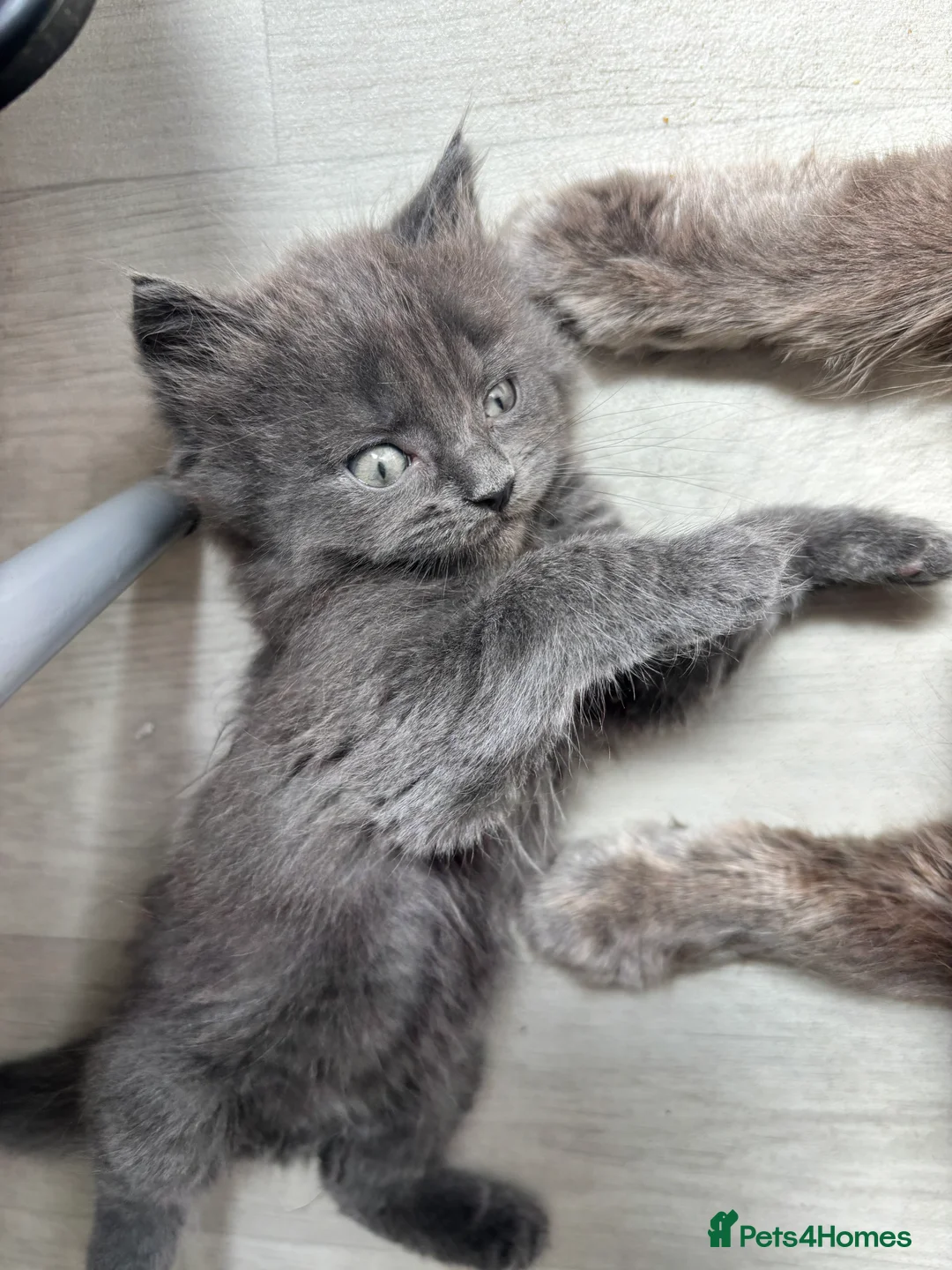 Mixed Breed cats for sale: Beautiful Mixed breed longhair kittens - Advert 2