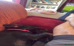 Mixed Breed dogs for sale: Misty a gorgeous little crossbreed  - Advert 3