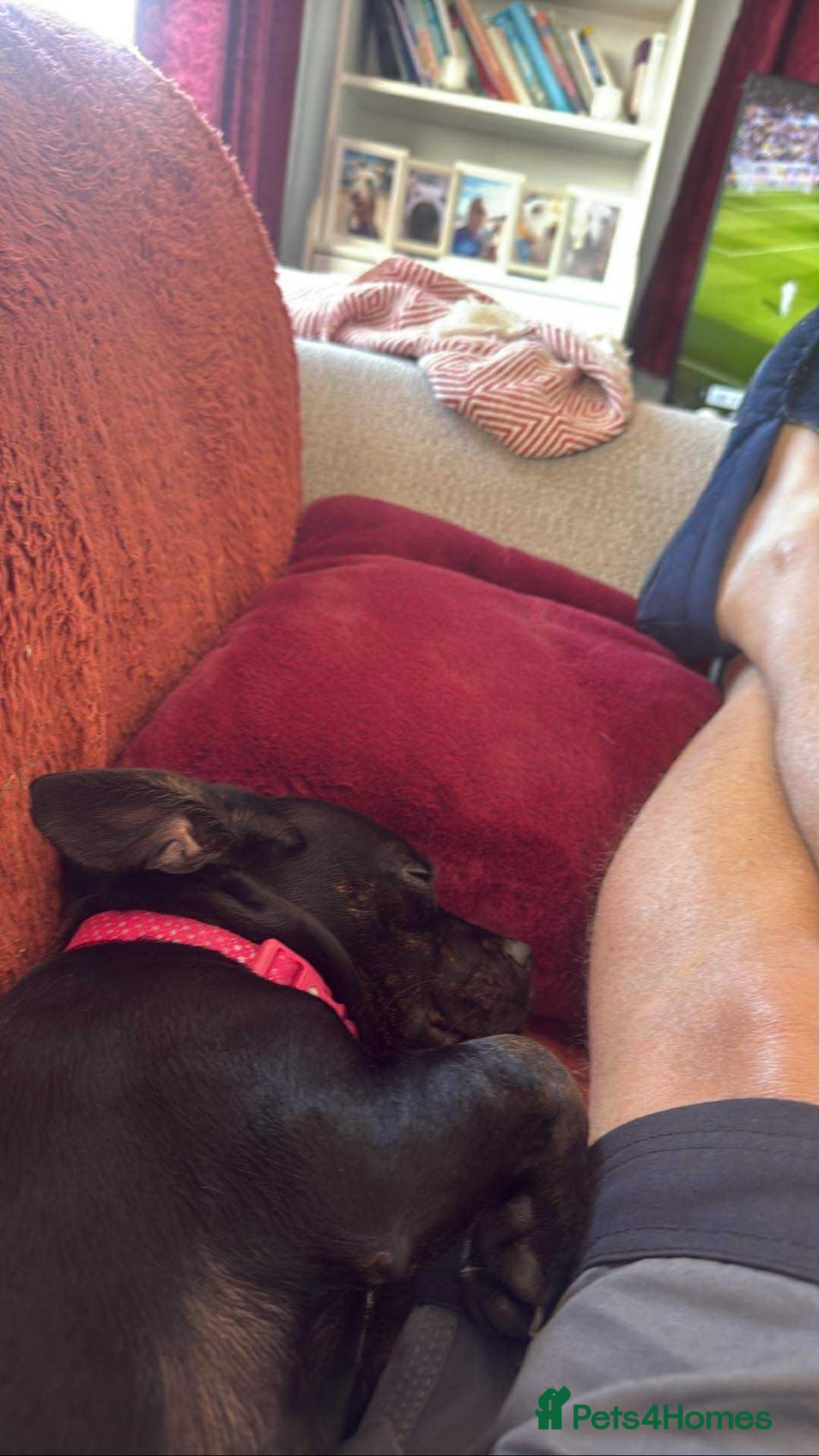 Mixed Breed dogs for sale: Misty a gorgeous little crossbreed  - Advert 3