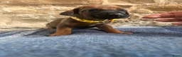 Rhodesian Ridgeback dogs for sale: RHODESIAN RIDGEBACKS KC  - Advert 16