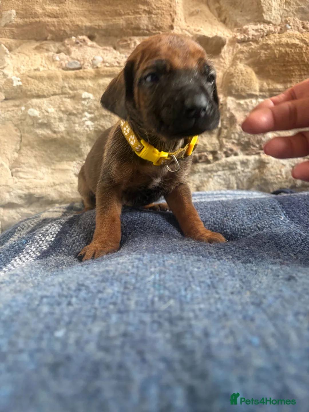 Rhodesian Ridgeback dogs for sale: RHODESIAN RIDGEBACKS KC  - Advert 16
