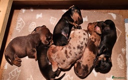 Miniature Dachshund dogs for sale: Miniature Daschund Puppies - Advert 3