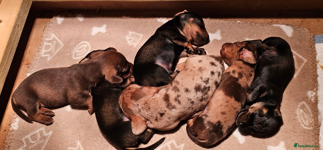 Miniature Dachshund dogs for sale: Miniature Daschund Puppies - Advert 3