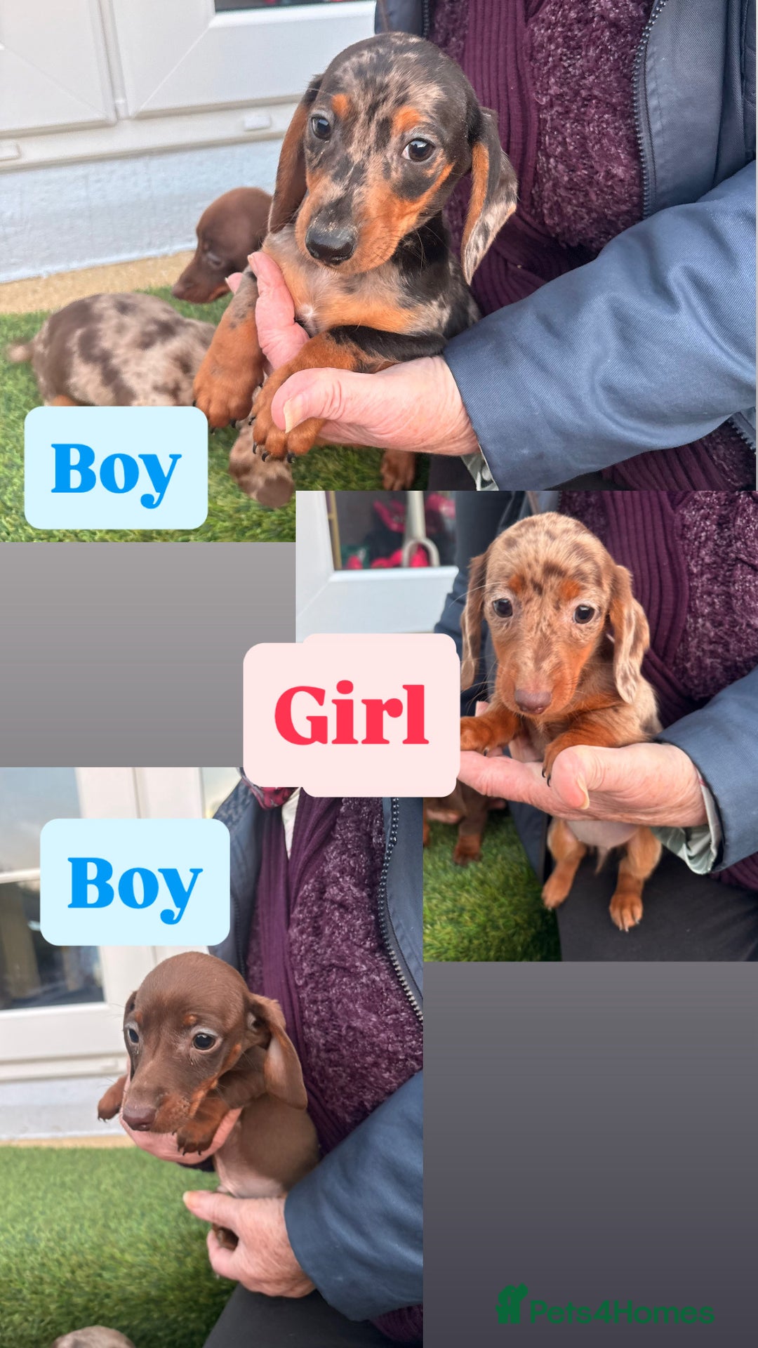 Dachshund dogs for sale: Dapple dachshund  - Advert 6