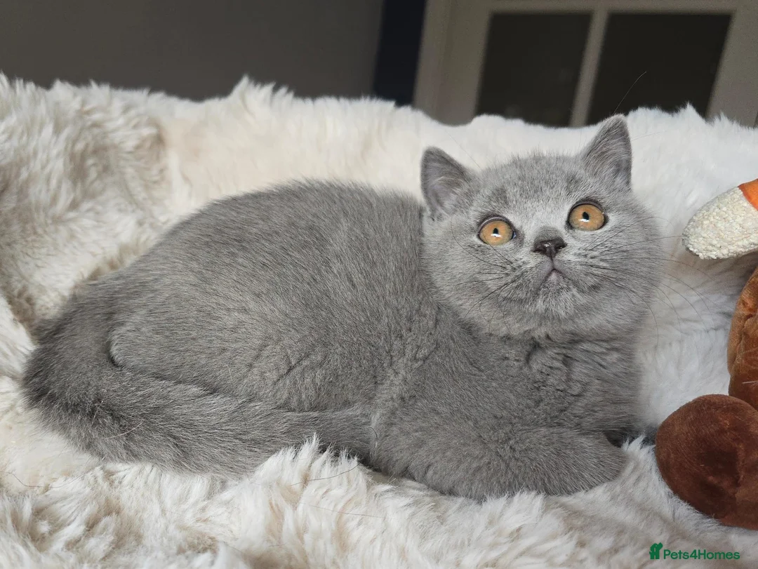 British Shorthair cats for sale: Champion Lines British Shorthair Kittens  - Advert 24