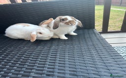 Mini Lop rabbits for sale: Beautiful mini lop Babies  - Image 2