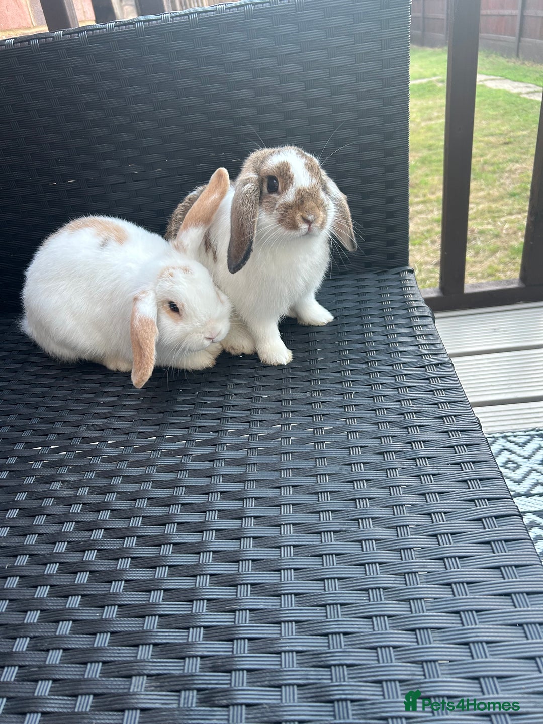 Mini Lop rabbits for sale: Beautiful mini lop Babies  - Image 2
