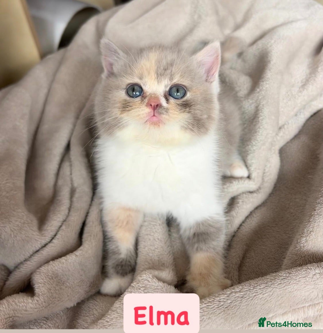 British Shorthair cats Incredible Tortie British Shorthair GCCF £700 - Advert 1