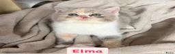 British Shorthair cats for sale: Incredible Tortie British Shorthair GCCF £700 - Advert 1