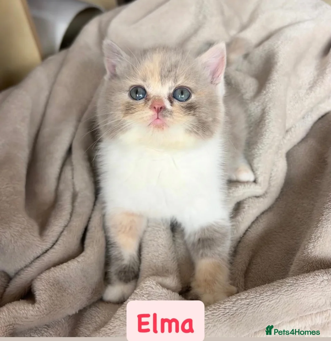British Shorthair cats for sale: Incredible Tortie British Shorthair GCCF £700 - Advert 1