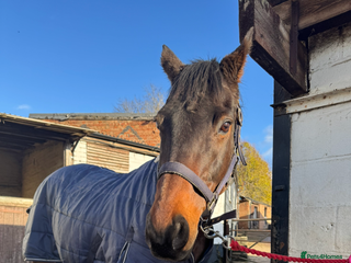 Irish Thoroughbred horses Bruno, lovely 16.2 gelding for sale - Advert 1