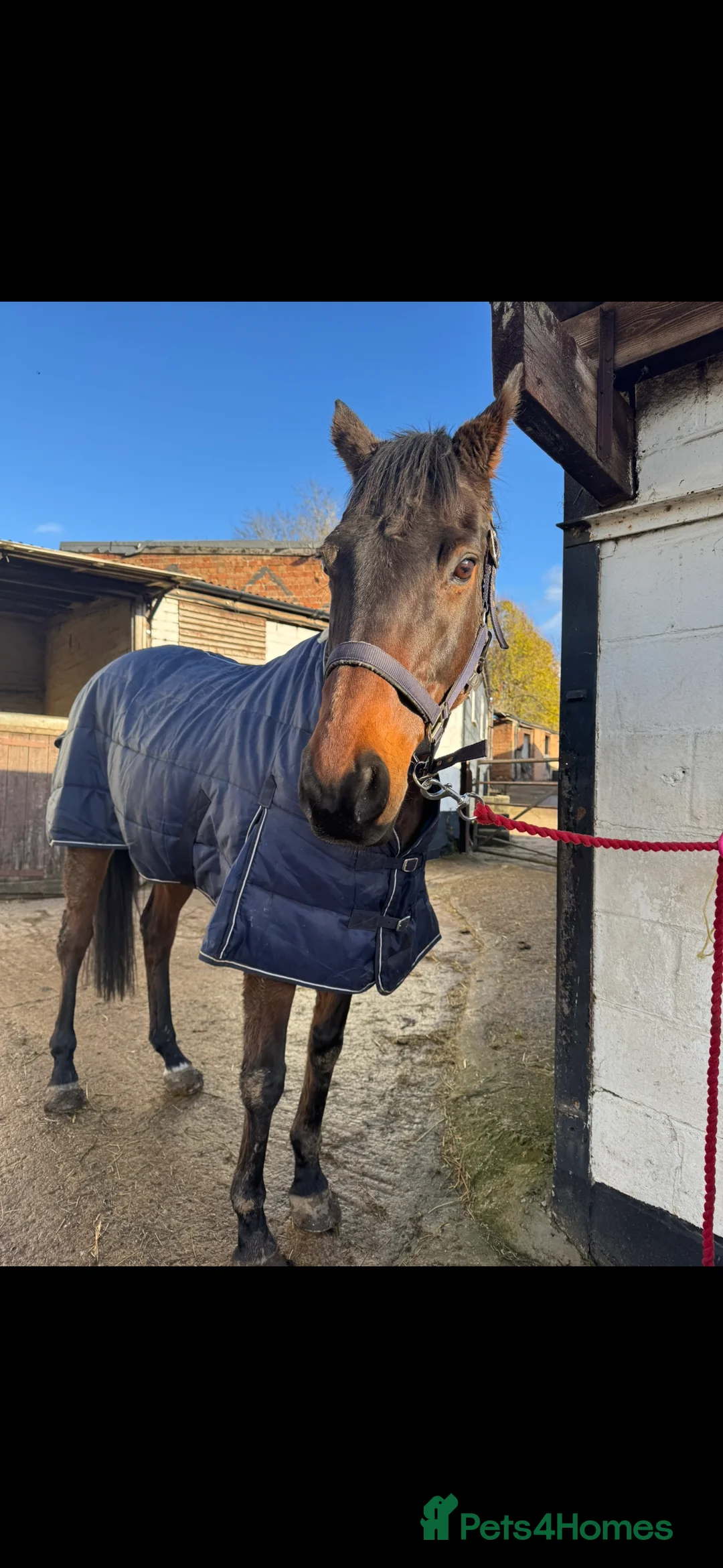 Irish Thoroughbred horses for sale: Bruno, lovely 16.2 gelding for sale  - Advert 2