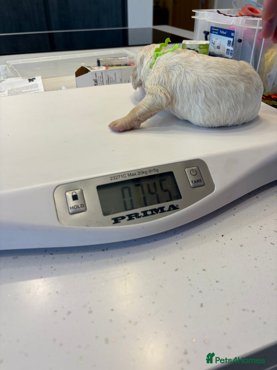 Clumber Spaniel dogs for sale: KC Clumber Spaniels  - Image 4