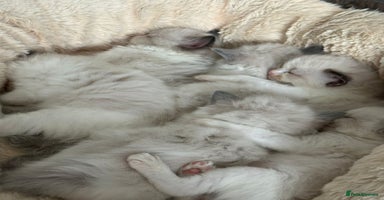 Ragdoll cats - Advert 12