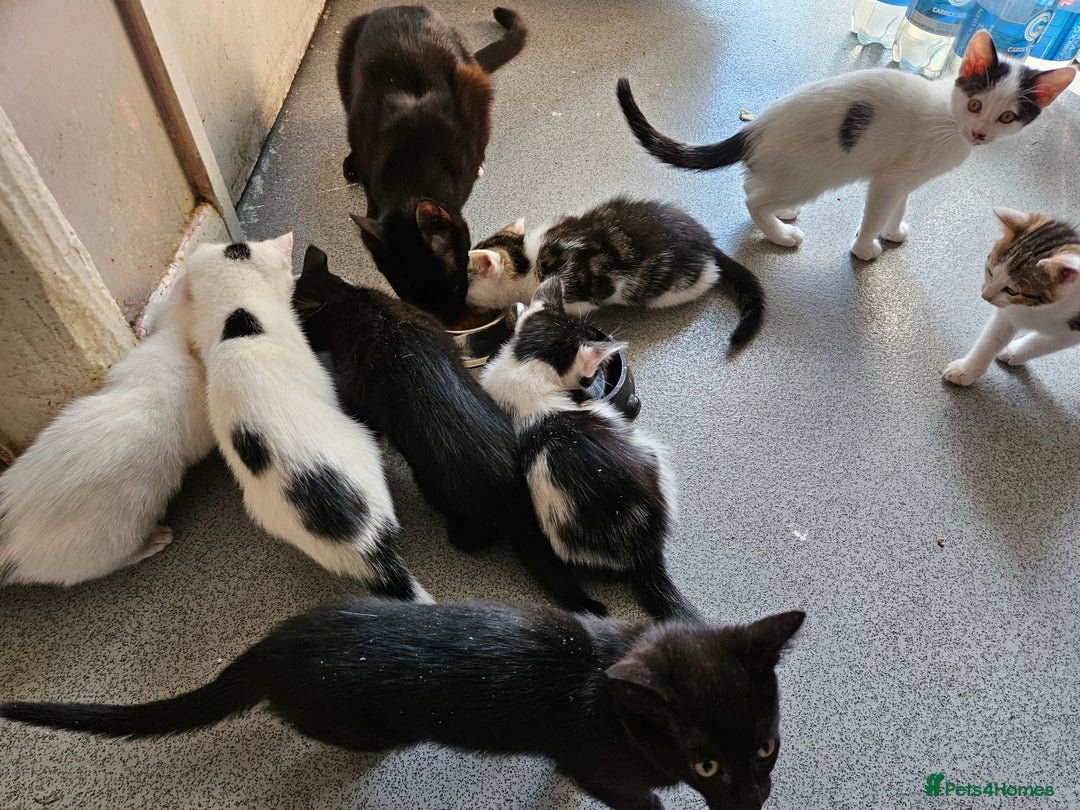 British Shorthair cats for sale: Kittens in Northampton - Image 4