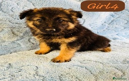 German Shepherd dogs for sale: German shepherd puppies  - Image 2