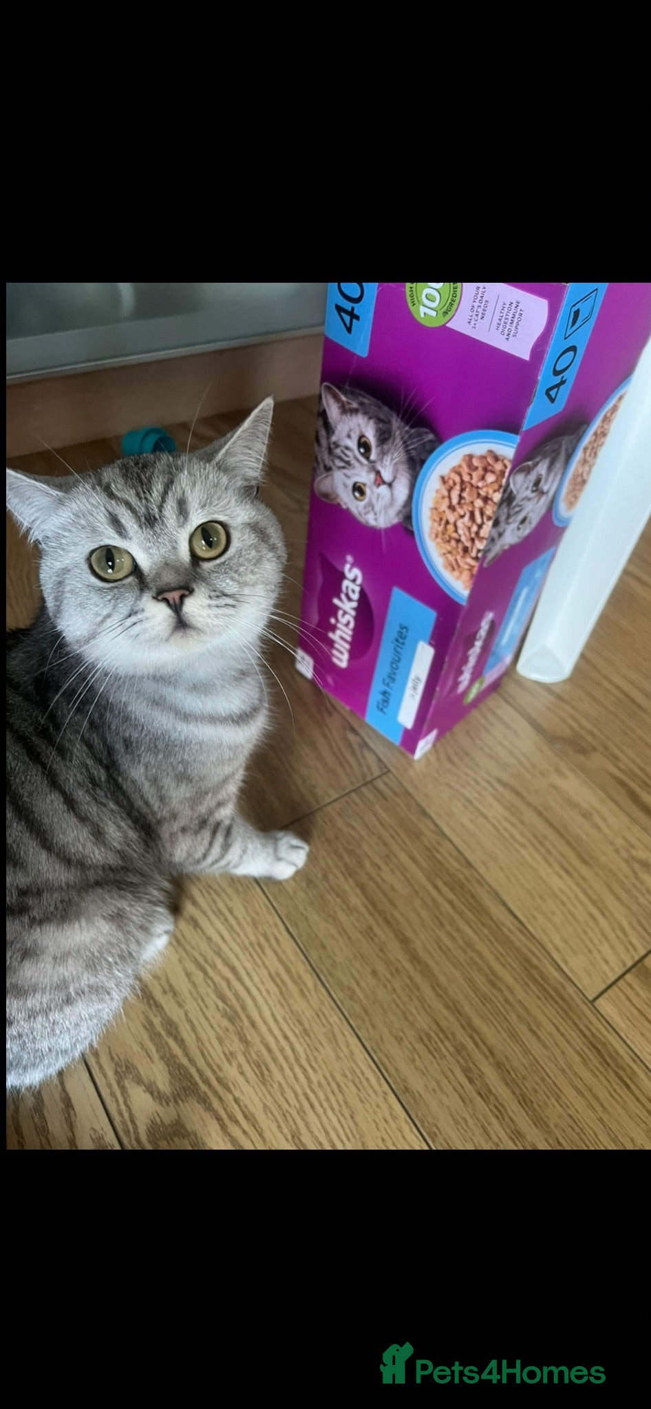 Mixed Breed cats Loving Home Wanted for Our Beautiful Cat - Advert 2