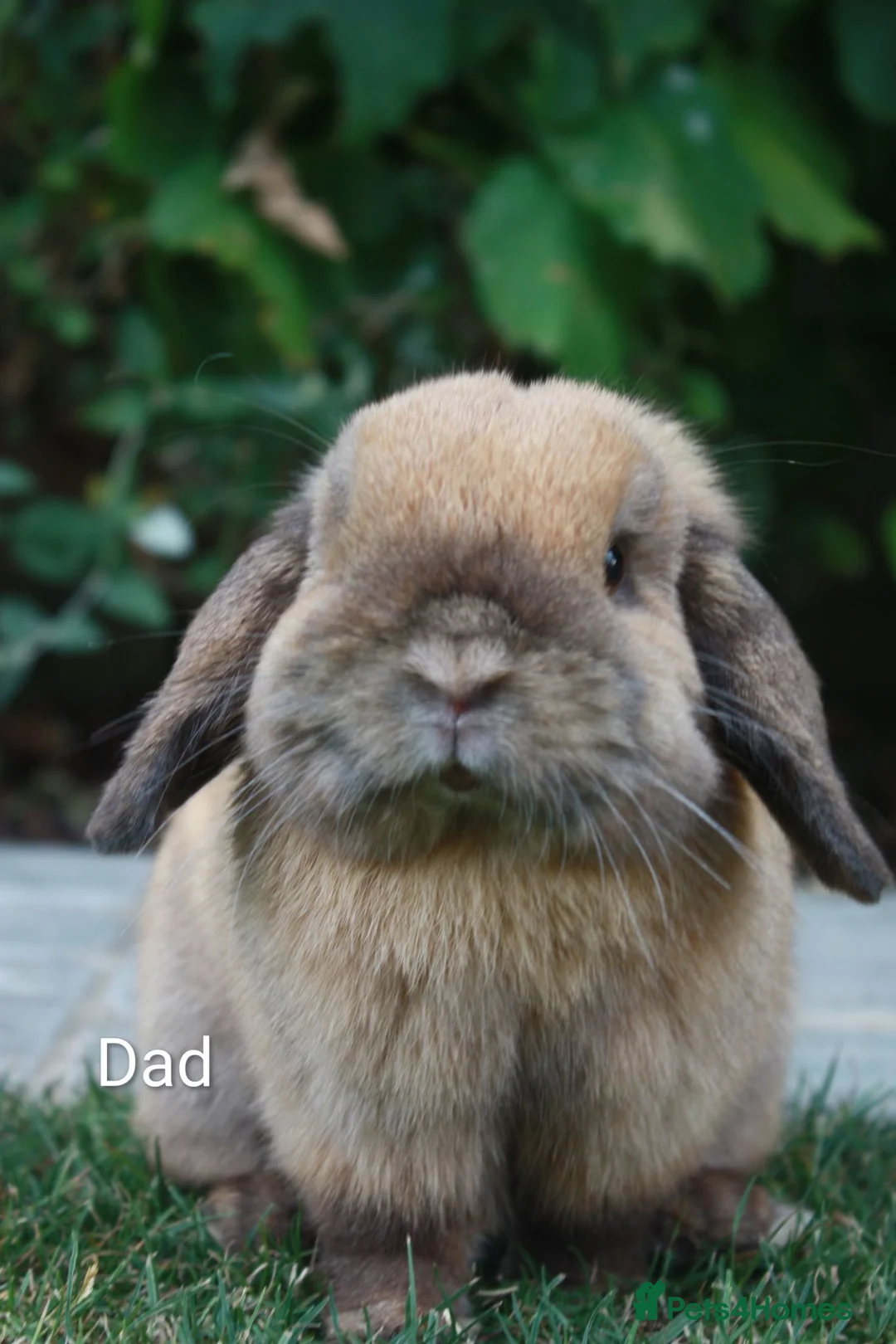 Mini Lop rabbits for sale: Mini lop female baby rabbit - Advert 7