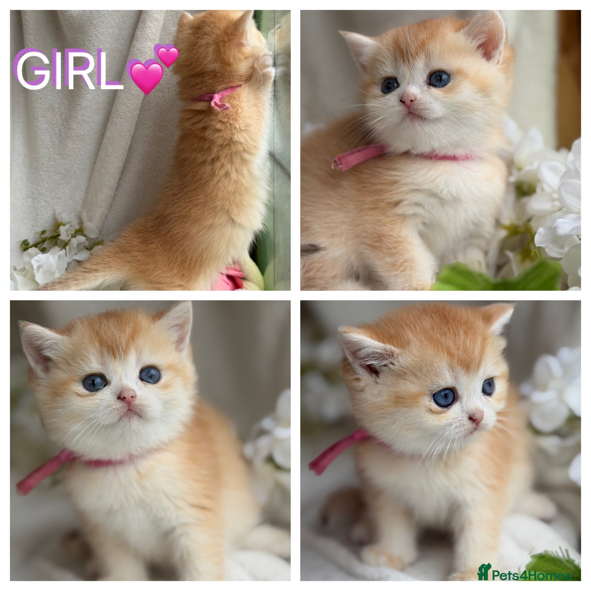 British Shorthair cats for sale: British shorthair golden adorable kitten GCCF  - Advert 5