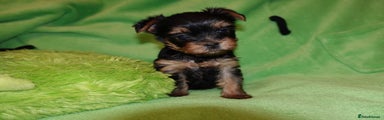 Yorkshire Terrier Puppy Green Female 