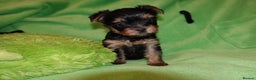Yorkshire Terrier dogs for sale: 2 Beautiful Pure Breed Yorkshire Terrier females - Advert 9