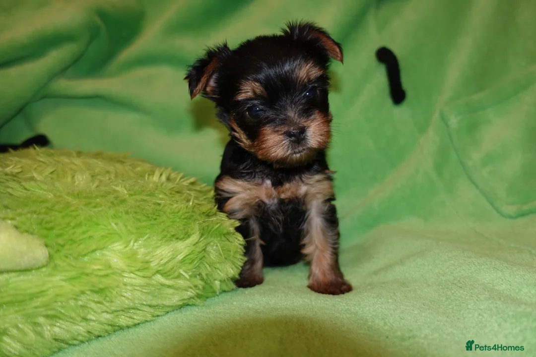 Yorkshire Terrier dogs for sale: 1 Beautiful Pure Breed Yorkshire Terrier female - Advert 9