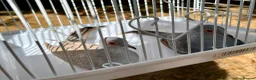 Doves birds for sale: Beautiful diamond doves for sale - Advert 4