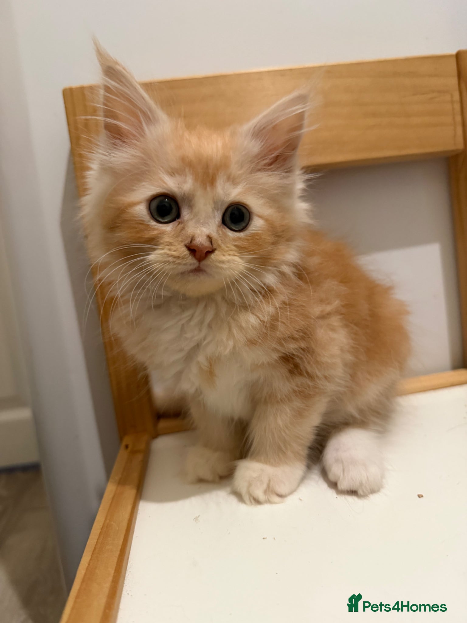 Maine Coon cats Maincoon X Ragdoll - Advert 1