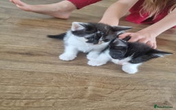 Mixed Breed cats for sale: Kittens  - Image 2
