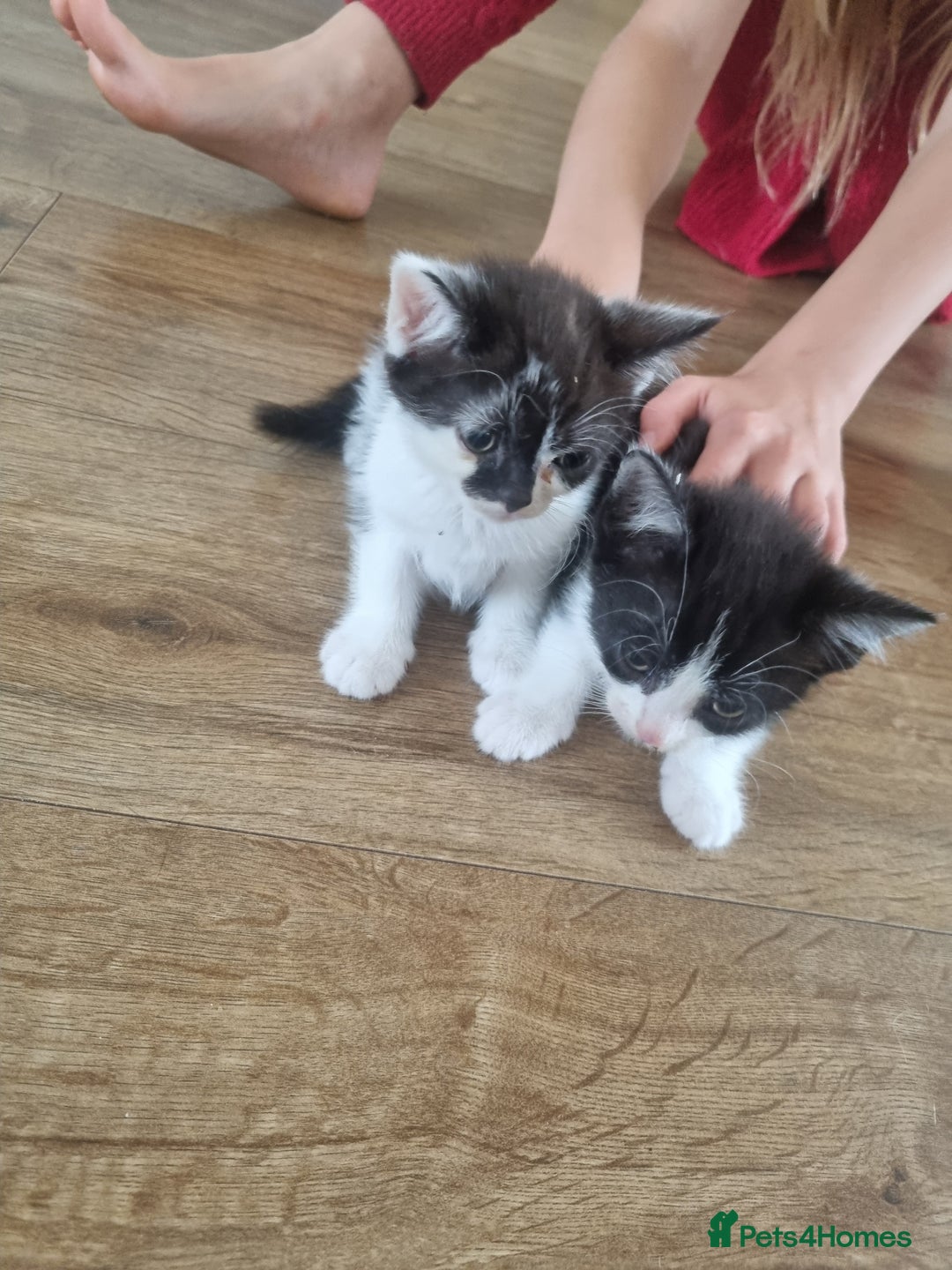 Mixed Breed cats for sale: Kittens  - Image 2