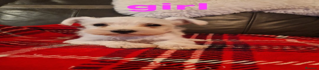 Miniature Schnauzer Puppy 5